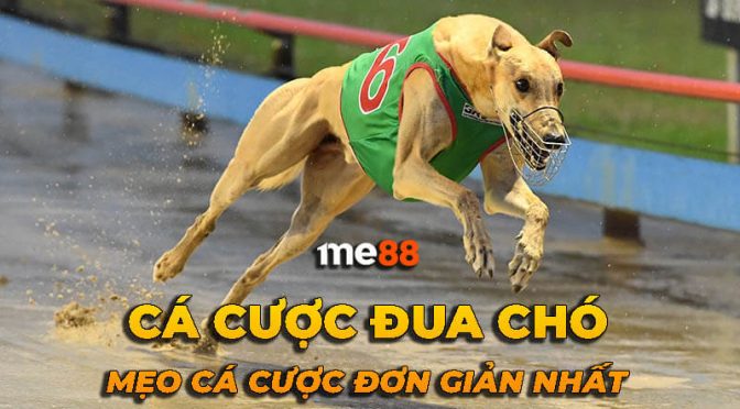 Chất lượng sản phẩm Bigboss - Bigboss